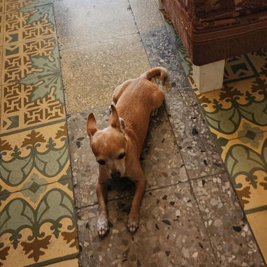 Chihuahua Macho - 2/2