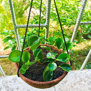 Plantas ornamentaleles para decoracion. - 3/8