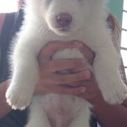 Se vende cachorros Husky blancos - Img 45612664