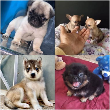 🐾 VARIEDAD DE RAZAS DISPONIBLES WHATSAPP 58746643 🐾 - 3/10