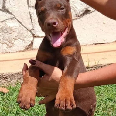 BELLOS DOBERMAN - Img 121959427
