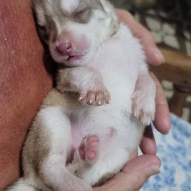 Husky en venta - Img 122514447