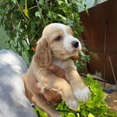 COKER SPANIEL,machos,en 150 USD o equivalente,TENGO MENSAJERÍA,tienen 53 días y están desparacitados - 6/10
