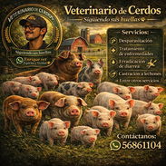 Veterinario especializado en cerdos a Domicilio ‼️ - Img 55305096