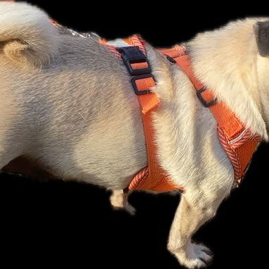 🐾✨ PUG HEMBRITA EN BUSCA DE SU NUEVO HOGAR WHATSAPP 58746643✨🐾 - 10/10