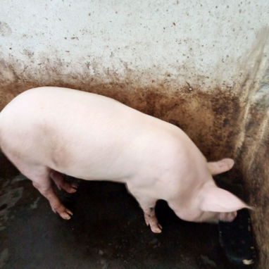 Se vende puerco macho 1200 la lbs - 2/5