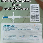Microchips para perros - Img 53219850
