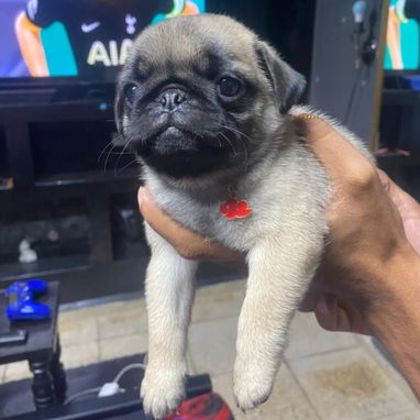 PUG CARLINOS,hembras,en 350 USD o equivalente en moneda nacional,TENGO MENSAJERÍA,tienen 50 días y están desparacitados - 6/10
