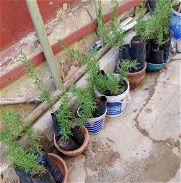 Plantas de romero en postura y masetas - Img 45932252