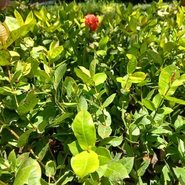 Servicios de jardineria - Img 119877562