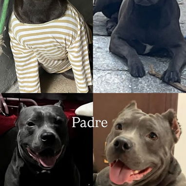 PITBULL,ambos sexos,en 150 USD o equivalente,TENGO MENSAJERÍA,tienen 40 días y están desparacitados - Img 126171297