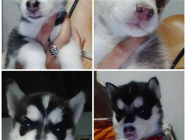 Hermosos cachorros de husky siberiano, hembras y machos. - Img main-image-45821106