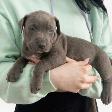 PITBULL AZUL,ambos sexos,en 180 USD o equivalente(ACEPTO TRANSFERENCIA)TENGO MENSAJERÍA,tienen 50 días y desparacitados - Img 123314765