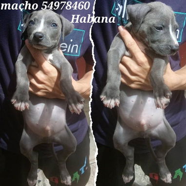 Pitbull azules. Genética de lujo por solo 150 usd - Img 125506767