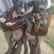 ((( PITBULL AZUL AMBOS SEXOS BETTY MASCOTAS WHATSAPP 52506841 ))) - Img 52989456