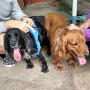 COKER SPANIEL,hembra,en 150 USD o equivalente(ACEPTO TRANSFERENCIA)TENGO MENSAJERÍA,tiene 62 días y está desparacitada. - Img 123147818