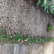 SERVICIOS DE JARDINERÍA PARA CONSULADO EMBAJADAS PARTICULARES MIPIME 52892459 - Img 57742549