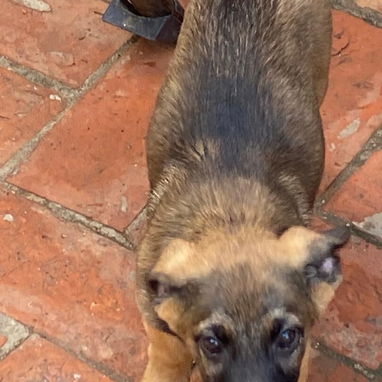 Lindos cachorritos.pitbull.pastor alemán.chihuahua.bulldog francés.pastor belga malinoe.yorky.shitzu.labrador.boxer. - 3/6