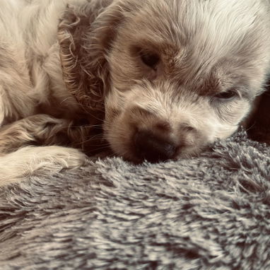 Cocker spaniel inglés - Img 125461318