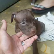 Cachorro pitbull - Img 55018472