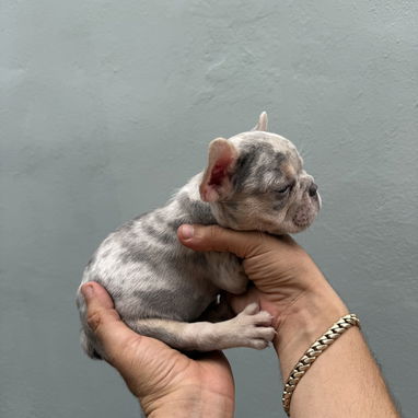 Bulldog francés - Img 125486303
