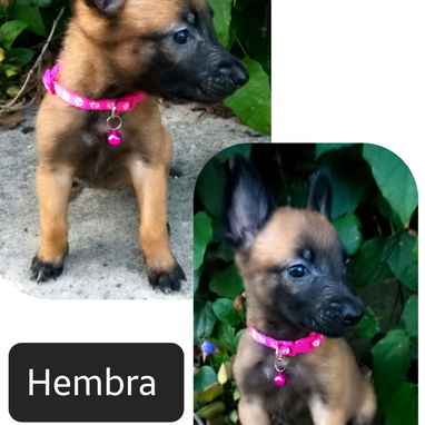 PASTOR BELGA MALINOIS - Img 122781728