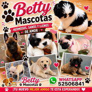 🐶 BETTY MASCOTAS 🐾 Cachorros disponibles 🐾 WHAT'SAPP 52506841 🐶 - Img 56084290