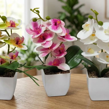 🌸 Hermosas orquídeas para decorar espacios del hogar - 2/5