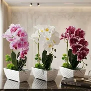 Disponible      30 usd. Cada  una de las orquídeas   con su macetas  / importado - Img 55738530