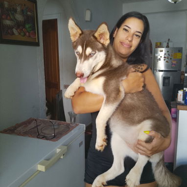 Cachorros Husky siberianos - 2/4