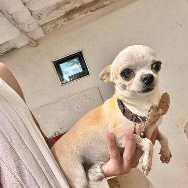 SHIHUAHUAS MINI CABEZA DE MANZANA,hembras,en 300 USD o equivalente,TENGO MENSAJERÍA,tienen 35 días y están desparacitada - Img 123453923