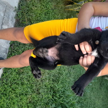 Cachorros pastor aleman - 5/5
