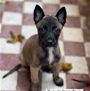 Cachorros de pastor belga malinois hembra y macho - Img 45721634