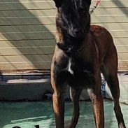 Macho Pastor Belga Malinois para monta - Img 58386923