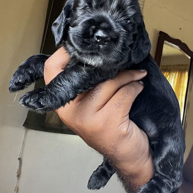 💙 PRÓXIMAMENTE … HERMOSOS CACHORROS COCKER SPANIELS INGLÉS 💙 - 2/3