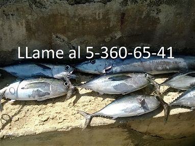Pescado fresco Atun Aletanegra y Bonito grandes Enteros a 600 pesos la libra - Img 65287196