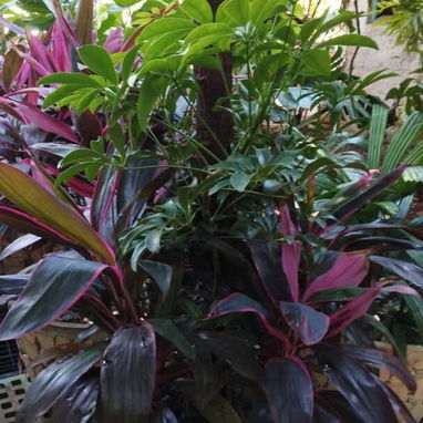 Servicios de jardinería - Img 119676350