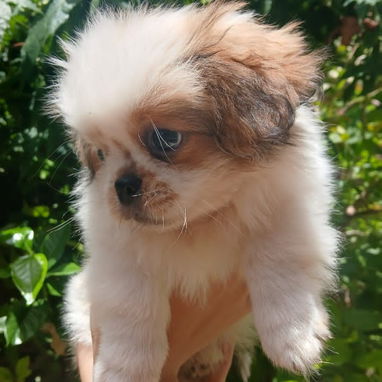 🐶✨ Venta de Cachorros (shih tzu) ✨🐶 - Img 126047482