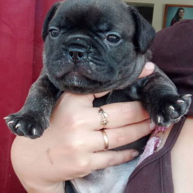 Bellos cachorros de bulldog francés - 5/5