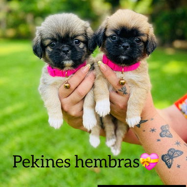 Cachorros de Raza pekines se entregan con su carnet de salud actualizado y su collar - 2/3
