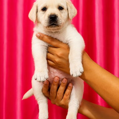 🐾💕 ¡HERMOSAS CACHORRITAS DE LABRADOR RETRIEVER BETTY MASCOTAS WHAT'SAPP 52506841! 💕🐾 - Img 123504996