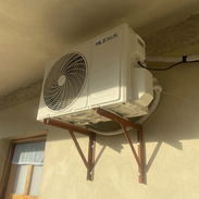 Esplit milexus - Img 57137643