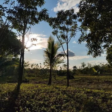 FOR SALE | 2-HECTARE FREEHOLD PROPERTY | HAVANA, CUBA - Img 125694200