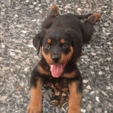 Todo lo que buscas en mascotas está aquí pitbull, Chihuahua, shitzu, bulldog francés, pastor belga llame al 53818081 - Img 125510154