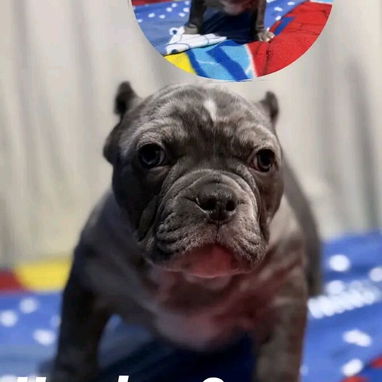 Variedad de perros pura razas - Img 114840426