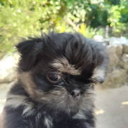 VARIEDAD DE PERROS PURA RAZAS CHIHUAHUAS SALCHICHAS SHITZHU ... - Img 54693333