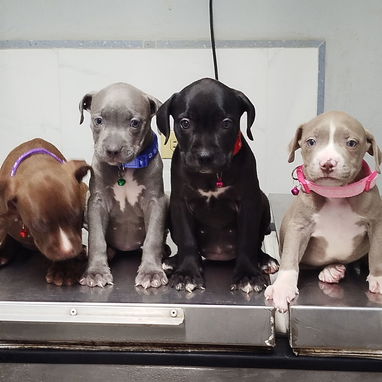 Todo lo que buscas está aquí pitbull, Chihuahua, shitzu, bulldog francés, Salchicha 53818081 - Img 122242241