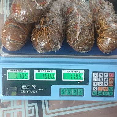 Vendo langosta entera a 1000 cup la libra,de calidad,crudas y precocinadas.Llame ya.52421590 - 3/3