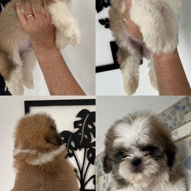 ***Excelentes cachorros shih tzu*** - Img 125741189