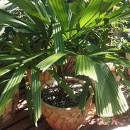 Servicios de jardinería y venta de plantas ornamentales y frutales - Img 56752049